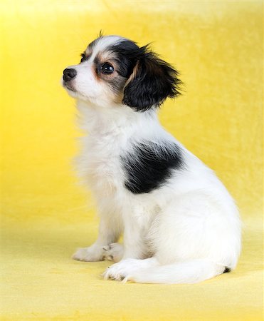 simsearch:400-06641109,k - Cute puppy of the Continental Toy spaniel on a yellow background Stock Photo - Budget Royalty-Free & Subscription, Code: 400-08862870
