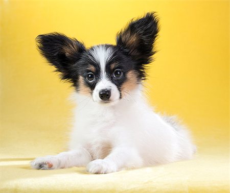simsearch:400-08402912,k - Cute puppy of the Continental Toy spaniel - Papillon - on a yellow background Stock Photo - Budget Royalty-Free & Subscription, Code: 400-08862871