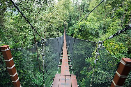 Wooden bridge and balcony connecting between big tree for sight seeing on top tree of tropical forest. Bridge's wall made by nylon net. Stock Photo - Budget Royalty-Free & Subscription, Code: 400-08863107