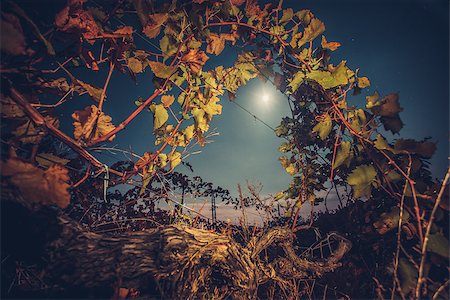 simsearch:846-05647552,k - Beautiiful vineyard landscape in the moonlight. Night time. Autumn time, ready for harvest and production of wine Stock Photo - Budget Royalty-Free & Subscription, Code: 400-08863894