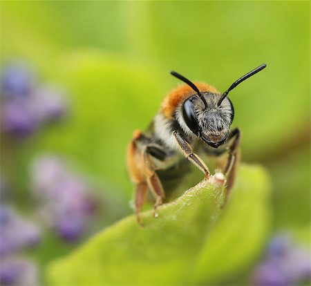 Small bee on green spring garden leaf macro close-up Photographie de stock - Aubaine LD & Abonnement, Code: 400-08863965