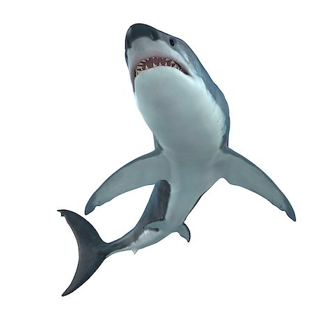 The Great White Shark is the largest predatory shark in the ocean and can grow to 26 feet and can live for 70 years. Stock Photo - Budget Royalty-Free & Subscription, Code: 400-08888784