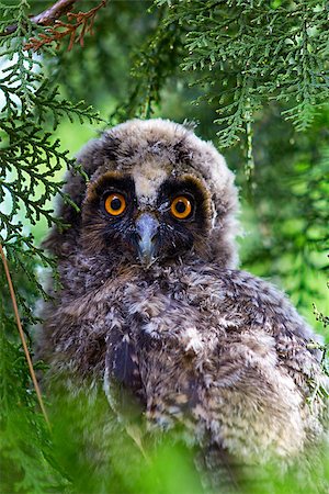 simsearch:400-07745600,k - A Tawny Owl hides in a tree and foliage Stock Photo - Budget Royalty-Free & Subscription, Code: 400-08889707