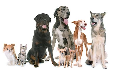 simsearch:400-06391487,k - group of pets in front of white background Stock Photo - Budget Royalty-Free & Subscription, Code: 400-08898769