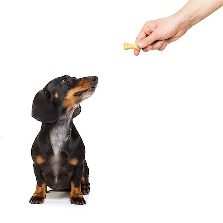 dreaming about eating - hungry dachshund sausage dog , for a treat  by his owner , isolated on white background for a meal or food Stock Photo - Budget Royalty-Free & Subscription, Code: 400-08899228