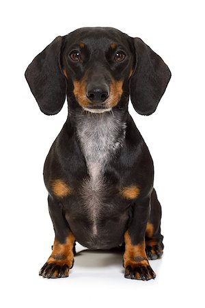 simsearch:400-05241006,k - sitting and obedient dachshund or sausage dog looking to owner , isolated on white background Stock Photo - Budget Royalty-Free & Subscription, Code: 400-08899259