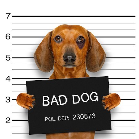 dachshund sausage dog holding a police department banner , as a mugshot photo, at police office Stock Photo - Budget Royalty-Free & Subscription, Code: 400-08899252