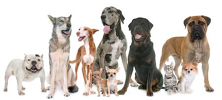 simsearch:400-06391487,k - group of pets in front of white background Stock Photo - Budget Royalty-Free & Subscription, Code: 400-08899315
