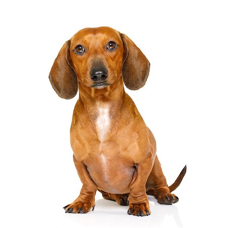 simsearch:400-05241006,k - sitting and obedient dachshund or sausage dog looking to owner , isolated on white background Stock Photo - Budget Royalty-Free & Subscription, Code: 400-08899465