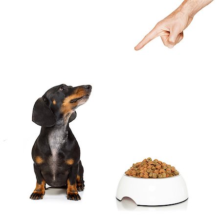 simsearch:400-05106591,k - dachshund or sausage dog waiting for owner with healthy  food bowl, isolated on white background, owner pointing out or punishing Stock Photo - Budget Royalty-Free & Subscription, Code: 400-08899474