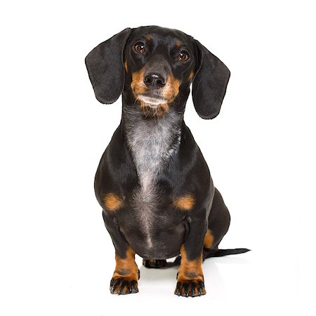 simsearch:400-05241006,k - sitting and obedient dachshund or sausage dog looking to owner , isolated on white background Stock Photo - Budget Royalty-Free & Subscription, Code: 400-08899470