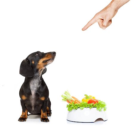 simsearch:400-05106591,k - dachshund or sausage dog waiting for owner with healthy  vegan food bowl, isolated on white background, owner pointing out or punishing Stock Photo - Budget Royalty-Free & Subscription, Code: 400-08899473