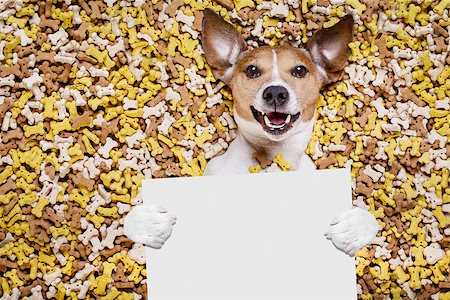 piles of bones - hungry jack russell dog inside a big mound or cluster of food , isolated on mountain of cookie bone  treats as background,holding a blank empty banner or placard Photographie de stock - Aubaine LD & Abonnement, Code: 400-08899879