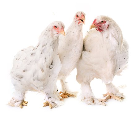 brahma chicken in front of white background Stock Photo - Budget Royalty-Free & Subscription, Code: 400-08900312