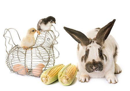 Checkered Giant rabbit and chicks in front of white background Foto de stock - Super Valor sin royalties y Suscripción, Código: 400-08900321