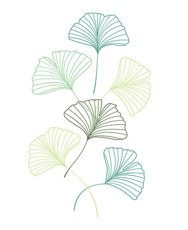 drawing of ginkgo leaf - Vector Illustration ginkgo biloba leaves. Background with green leaves Stock Photo - Budget Royalty-Free & Subscription, Code: 400-08939374