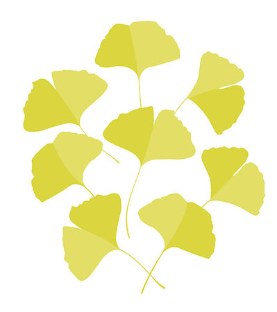 drawing of ginkgo leaf - Vector Illustration ginkgo biloba leaves. Background with yellow leaves Stock Photo - Budget Royalty-Free & Subscription, Code: 400-08939375