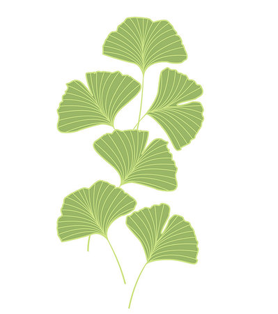 drawing of ginkgo leaf - Vector Illustration ginkgo biloba leaves. Background with green leaves Photographie de stock - Aubaine LD & Abonnement, Code: 400-08939373