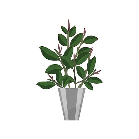 Ficus. House plant realistic icon for interior decoration . Green tree plant in flowerpot. Vector illustration isolated on white background Stock Photo - Budget Royalty-Free & Subscription, Code: 400-08931341