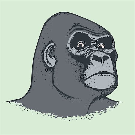 Vector Monkey Concept. Hand draw head of african gorilla. The most dangerous ape and biggest monkey Photographie de stock - Aubaine LD & Abonnement, Code: 400-08954327
