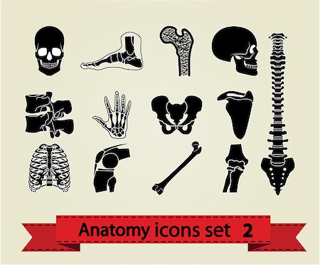 simsearch:400-05753572,k - Human anatomy icons parts. Vector illustration eps 8. Stock Photo - Budget Royalty-Free & Subscription, Code: 400-08954577