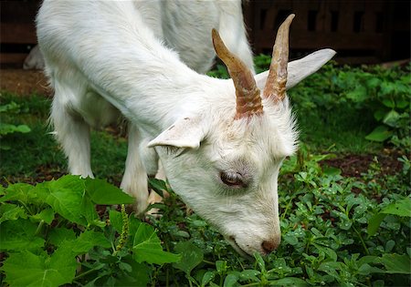 simsearch:400-05294140,k - White goat grazing in a farm. Close up view Stock Photo - Budget Royalty-Free & Subscription, Code: 400-08956838