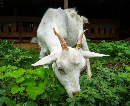 simsearch:400-05294140,k - White goat grazing in a farm. Close up view Stock Photo - Budget Royalty-Free & Subscription, Code: 400-08957309