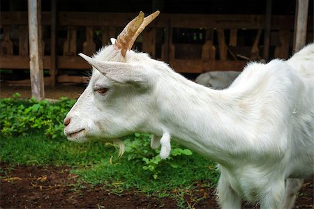 simsearch:400-05294140,k - White goat grazing in a farm. Close up view Stock Photo - Budget Royalty-Free & Subscription, Code: 400-08964874