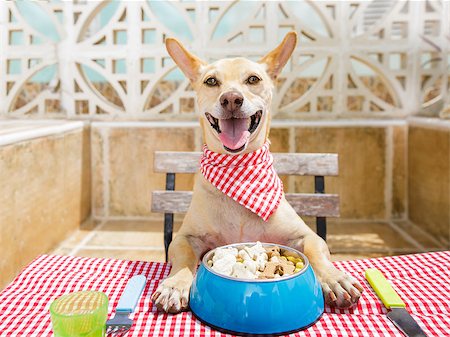 hungry chihuahua dog eating with tablecloth utensils at the table , food  bowl , fork and knife Stock Photo - Budget Royalty-Free & Subscription, Code: 400-08965626