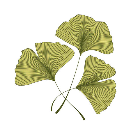 drawing of ginkgo leaf - Vector Illustration ginkgo biloba leaves. Background with green leaves Photographie de stock - Aubaine LD & Abonnement, Code: 400-08967664