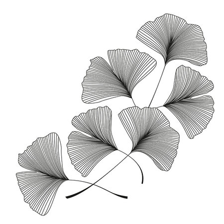 drawing of ginkgo leaf - Vector illustration of ginkgo biloba leaves. Background with silhouette of leaves Photographie de stock - Aubaine LD & Abonnement, Code: 400-08967665