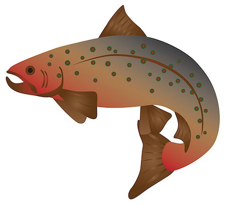 Brook Trout Fish in Color Illustration Stock Photo - Budget Royalty-Free & Subscription, Code: 400-08980776