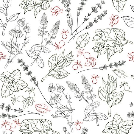Herbs seamless pattern. Herbal botanical outline sketch. Isolated on white background.  Hand drawn image. Stock Photo - Budget Royalty-Free & Subscription, Code: 400-08982226