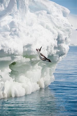 simsearch:693-03301867,k - Adelie Penguins jump from  iceberg in Antarcdtica Stock Photo - Budget Royalty-Free & Subscription, Code: 400-08996997