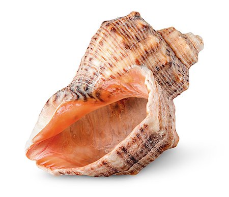 Seashell rapana vertically rotated isolated on white background Stock Photo - Budget Royalty-Free & Subscription, Code: 400-09009783