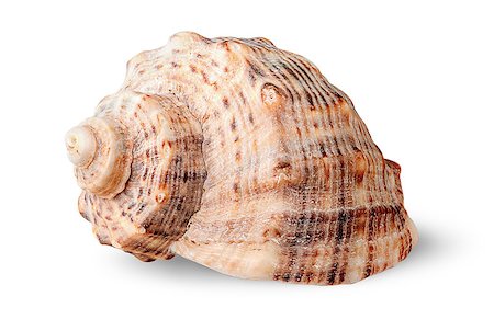 Seashell rapana side view rotated isolated on white background Stock Photo - Budget Royalty-Free & Subscription, Code: 400-09009796