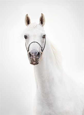 portrait of white beautiful arabian stallion Stock Photo - Budget Royalty-Free & Subscription, Code: 400-09019582