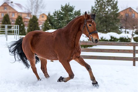 Brown racehorse running around the winter field Stock Photo - Budget Royalty-Free & Subscription, Code: 400-09011048