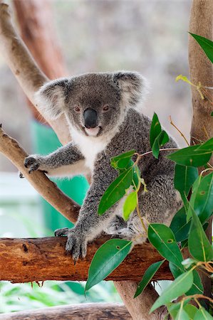 Beautiful koala bear (Phascolarctos cinereus) sitting on the gum tree branch, Victoria, Australia Stock Photo - Budget Royalty-Free & Subscription, Code: 400-09028364