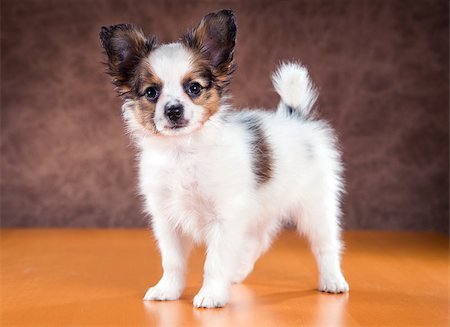 simsearch:400-08402912,k - Cute puppy of the Papillon or Continental Toy spaniel on a brown background Stock Photo - Budget Royalty-Free & Subscription, Code: 400-09028911
