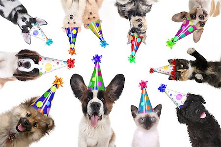 Multiple Pet Animals Isolated Wearing Birthday Hats for a Party Stock Photo - Budget Royalty-Free & Subscription, Code: 400-09029355