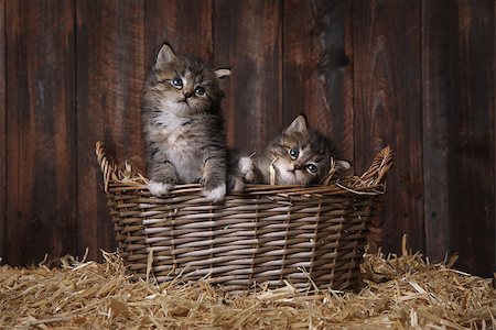 Adorable Kittens in a Barn Setting With Hay Stock Photo - Budget Royalty-Free & Subscription, Code: 400-09029358