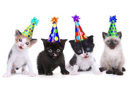 Singing Kittens on a White Background With Birthday Hats Stock Photo - Budget Royalty-Free & Subscription, Code: 400-09029353