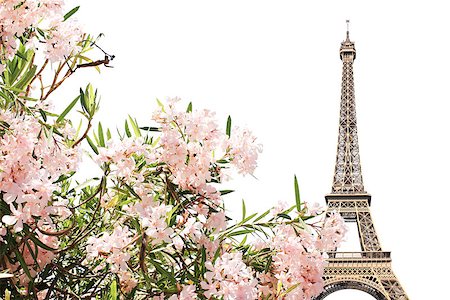 Famous landmark of Paris - Eiffel tower and pink flowers. Isolated on white background Stock Photo - Budget Royalty-Free & Subscription, Code: 400-09029531