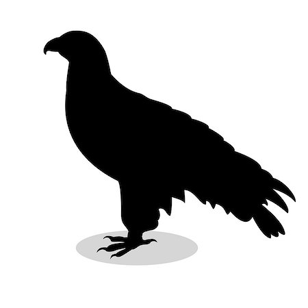 simsearch:400-04083265,k - Orlan hawk bird black silhouette animal. Vector Illustrator. Stock Photo - Budget Royalty-Free & Subscription, Code: 400-09048679