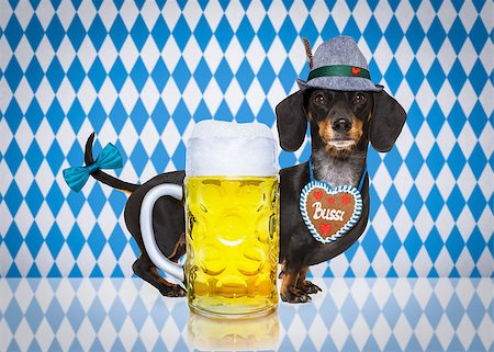 bavarian dachshund or sausage  dog with  gingerbread and  mug  isolated on white background , ready for the beer celebration festival in munich, Stock Photo - Budget Royalty-Free & Subscription, Code: 400-09064065