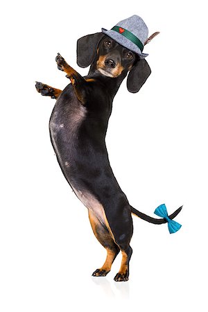 bavarian dachshund or sausage  dog  isolated on white background , toasting for the beer celebration festival in munich Stock Photo - Budget Royalty-Free & Subscription, Code: 400-09064068