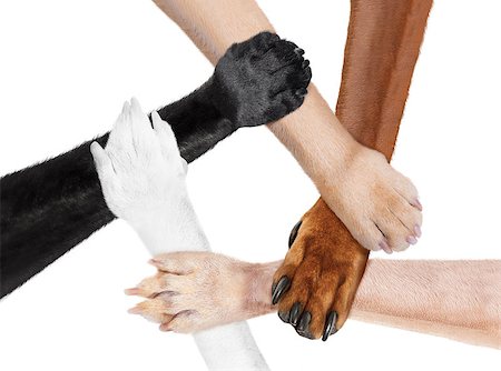 simsearch:640-03262464,k - five paws like   in  a multicultural team  circle shaking hands united for the same cause and goal, isolated on white background Stock Photo - Budget Royalty-Free & Subscription, Code: 400-09064782