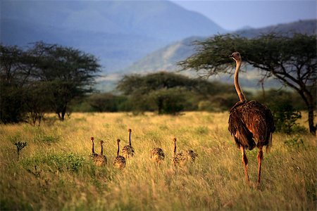 serengeti birds photos - An adult ostrich with young chicks in Tsavo park. Kenya Stock Photo - Budget Royalty-Free & Subscription, Code: 400-09069491