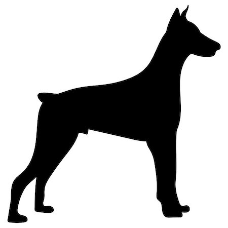 pinscher - Silhouette of a dog.Vector illustration of doberman pinscher. Bloodhound Stock Photo - Budget Royalty-Free & Subscription, Code: 400-09069577